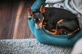 Portrait of a small miniature pinscher dog relaxing in bed 2