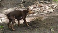 Miniature Pinscher dog who digs in the dirt