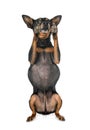 Miniature pinscher in studio Royalty Free Stock Photo