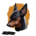 Miniature pinscher, German dog breed digital art illustration. Profile portrait of canine originated in Germany. Min pin