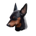 Miniature pinscher, German dog breed digital art illustration. Profile portrait of canine originated in Germany. Min pin hound,