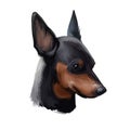 Miniature pinscher, German dog breed digital art illustration. Profile portrait of canine originated in Germany. Min pin hound,