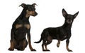 Miniature Pinscher and German Pinscher Royalty Free Stock Photo