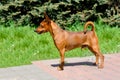 Miniature Pinscher in profile.