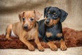 Miniature Pinscher puppies