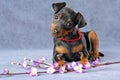 Miniature Pinscher Puppy Royalty Free Stock Photo