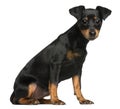 Miniature Pinscher puppy, 5 months old, sitting Royalty Free Stock Photo