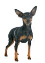 Miniature pinscher Royalty Free Stock Photo