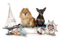 Miniature pinscher and spitz Royalty Free Stock Photo