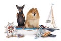Miniature pinscher and spitz Royalty Free Stock Photo