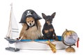 Miniature pinscher and spitz Royalty Free Stock Photo