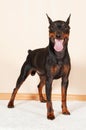 Miniature Pinscher stands on the carpet