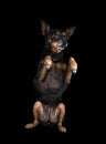 miniature pinscher in studio Royalty Free Stock Photo