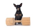 miniature pinscher in studio Royalty Free Stock Photo