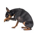 Miniature pinscher in studio Royalty Free Stock Photo