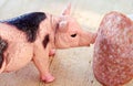 Miniature Pig with a slice of saussage Royalty Free Stock Photo