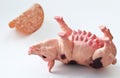 Miniature Pig with a slice of saussage Royalty Free Stock Photo