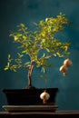 Miniature pomegranate bonsai tree