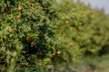 Miniature Pomegranate - Punica Granatum - tropical fruit growing on a tree,Morning sunlight Pomegranate fruit scene,hd footage