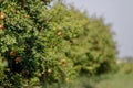 Miniature Pomegranate - Punica Granatum - tropical fruit growing on a tree,Morning sunlight Pomegranate fruit scene,hd footage