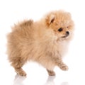 Miniature Pomeranian Spitz puppy standing on white background. Royalty Free Stock Photo