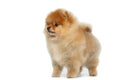 Miniature Pomeranian Spitz puppy on white background Royalty Free Stock Photo