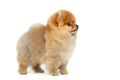 Miniature Pomeranian Spitz puppy on white background Royalty Free Stock Photo