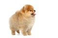 Miniature Pomeranian Spitz puppy on white background Royalty Free Stock Photo