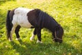 Miniature Pony in green Field, Portrait of a horse on a meadow Royalty Free Stock Photo