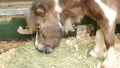 Miniature Pony Horse, razing Grass