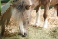 Miniature Pony Horse, razing Grass