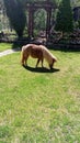 Miniature pony just chilling