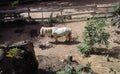 A miniature pony, a therapy horse, grazes on the grass growing beneath his pastureÃ¢â¬â¢s gate Royalty Free Stock Photo