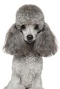 Miniature poodle portrait on white background.