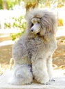 Miniature Poodle Royalty Free Stock Photo