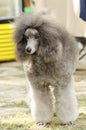 Miniature Poodle Royalty Free Stock Photo