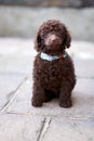 Miniature Poodle Royalty Free Stock Photo