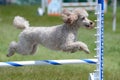 Miniature Poodle at Dog Agility Trial Royalty Free Stock Photo