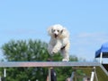 Miniature Poodle at a Dog Agility Trial Royalty Free Stock Photo