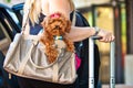 Miniature Poodle Going on a Trip
