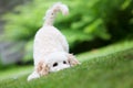 Miniature poodle