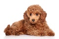 Miniature poodle puppy Royalty Free Stock Photo