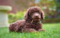 Miniature Poodle Puppy Royalty Free Stock Photo