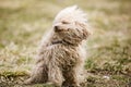 Miniature poodle toy Royalty Free Stock Photo
