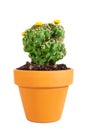 Miniature potted cactus Cereus Peruvianus Monstrosus isolated on white background