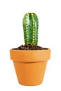 Miniature potted cactus Cereus repandus isolated on white background