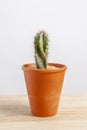 Cactus Cereus repandus isolated in a pot on wooden table.