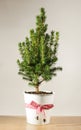 Miniature potted Christmas tree on the table