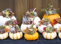 succulent gardens planted in miniature pumpkins Royalty Free Stock Photo