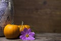 Miniature pumpkins, a homemade ceramic vase, and a purple flower. Royalty Free Stock Photo